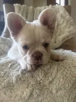 Charlotte , a female French Bulldog for sale in Austin, TX – 10 of 10