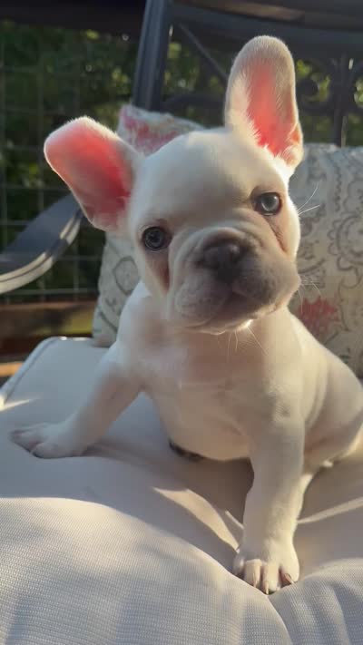 Bandito , a male French Bulldog for sale in Austin, TX – 1 of 2