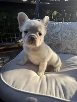 Charlotte , a female French Bulldog for sale in Austin, TX – 7 of 7
