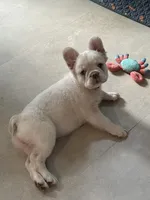 Charlotte , a female French Bulldog for sale in Austin, TX – 8 of 10