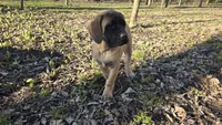 Abigail (Abby), a female English Mastiff for sale in Plain City, OH – Photo 1 of 2