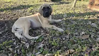 Pearl, a female English Mastiff for sale in Plain City, OH – Photo 3 of 4