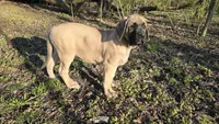 Pearl, a female English Mastiff for sale in Plain City, OH – Photo 4 of 4