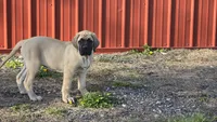 Pearl, a female English Mastiff for sale in Plain City, OH – Photo 2 of 4