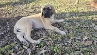Pearl, a female English Mastiff for sale in Plain City, OH – Photo 1 of 4
