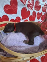 Red Collar Male, a male Doberman Pinscher for sale in Philadelphia, MS – 3 of 5
