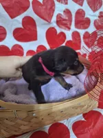 Pink Collar Female, a female Doberman Pinscher for sale in Philadelphia, MS – 3 of 4