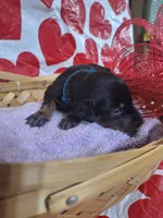 Blue Collar Male, a male Doberman Pinscher for sale in Philadelphia, MS – 2 of 3