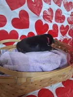 Pink Collar Female, a female Doberman Pinscher for sale in Philadelphia, MS – 2 of 4