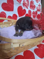 Blue Collar Male, a male Doberman Pinscher for sale in Philadelphia, MS – 3 of 3