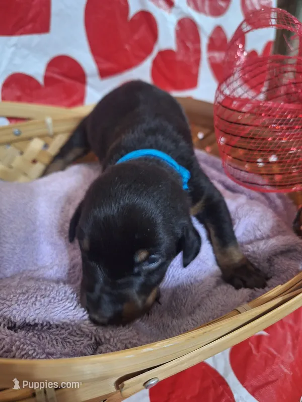 Blue Collar Male – Doberman Pinscher puppy for sale in Philadelphia, MS