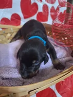Blue Collar Male, a male Doberman Pinscher for sale in Philadelphia, MS – 1 of 3