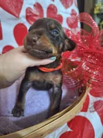 Red Collar Male, a male Doberman Pinscher for sale in Philadelphia, MS – 4 of 5