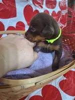 Green Collar Female, a female Doberman Pinscher for sale in Philadelphia, MS – 2 of 4