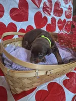 Green Collar Female, a female Doberman Pinscher for sale in Philadelphia, MS – 3 of 4