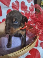 Red Collar Male, a male Doberman Pinscher for sale in Philadelphia, MS – 5 of 5