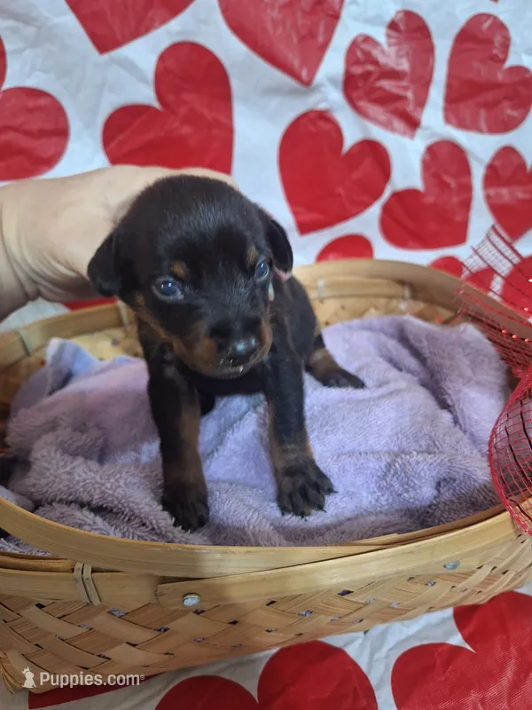 Pink Collar Female – Doberman Pinscher puppy for sale in Philadelphia, MS