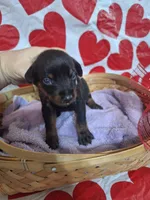 Pink Collar Female, a female Doberman Pinscher for sale in Philadelphia, MS – 1 of 4