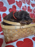 Red Collar Male, a male Doberman Pinscher for sale in Philadelphia, MS – 2 of 5