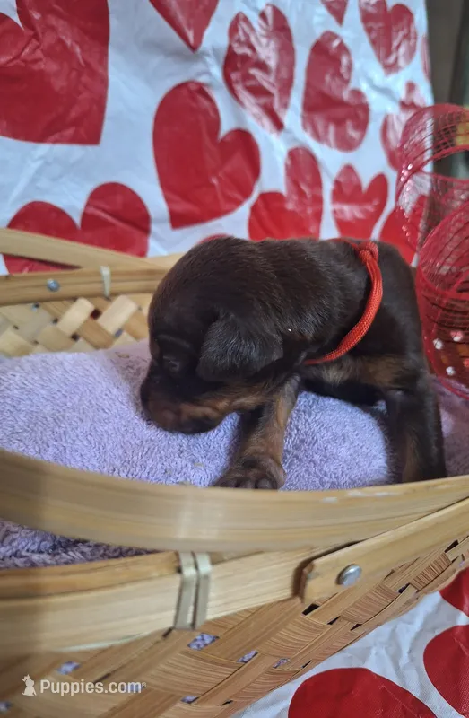 Red Collar Male – Doberman Pinscher puppy for sale in Philadelphia, MS