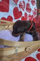 Red Collar Male, a male Doberman Pinscher for sale in Philadelphia, MS – 1 of 5