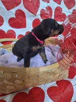 Pink Collar Female, a female Doberman Pinscher for sale in Philadelphia, MS – 4 of 4