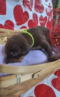 Green Collar Female, a female Doberman Pinscher for sale in Philadelphia, MS – 1 of 4