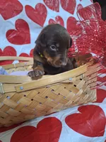 Green Collar Female, a female Doberman Pinscher for sale in Philadelphia, MS – 4 of 4