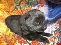 BLACK VELVET , a female Chow Chow for sale in Middleburg, FL – Photo 6 of 6