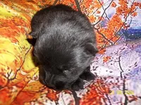 BLACK VELVET , a female Chow Chow for sale in Middleburg, FL – Photo 4 of 6