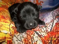 BLACK VELVET , a female Chow Chow for sale in Middleburg, FL – Photo 5 of 6