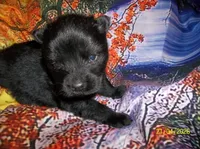 BLACK VELVET , a female Chow Chow for sale in Middleburg, FL – Photo 1 of 6