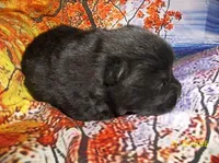 BLACK VELVET , a female Chow Chow for sale in Middleburg, FL – Photo 3 of 6