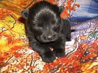 BLACK VELVET , a female Chow Chow for sale in Middleburg, FL – Photo 2 of 6