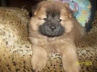 MARIAH, a female Chow Chow for sale in Middleburg, FL – 4 of 4