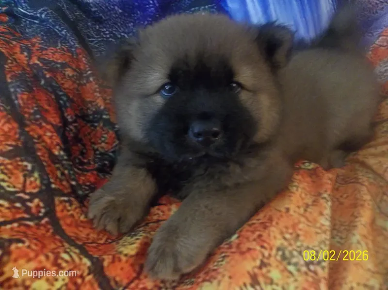 NALA – Chow Chow puppy for sale in Middleburg, FL