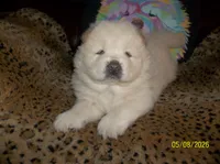AVALANCHE, a male Chow Chow for sale in Middleburg, FL – 2 of 4