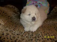 AVALANCHE, a male Chow Chow for sale in Middleburg, FL – 1 of 4