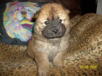 NALA, a female Chow Chow for sale in Middleburg, FL – 3 of 4