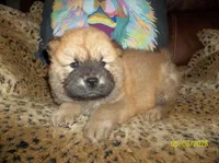 SIMBA, a male Chow Chow for sale in Middleburg, FL – 3 of 4