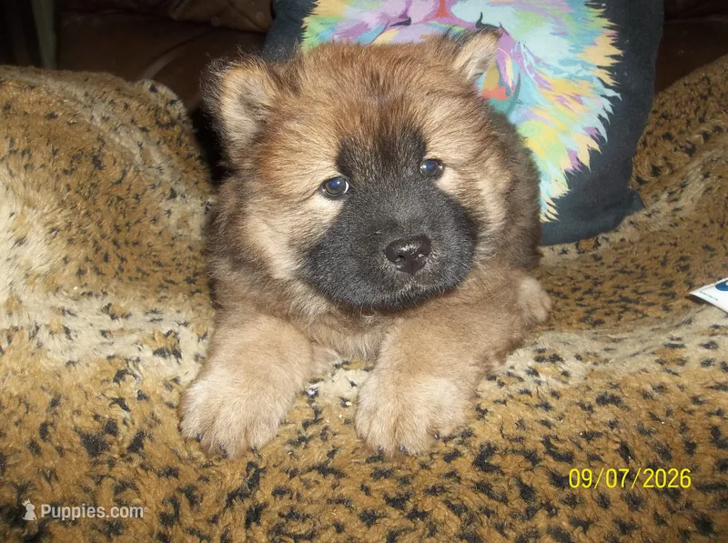MYA – Chow Chow puppy for sale in Middleburg, FL