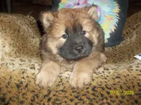 MYA, a female Chow Chow for sale in Middleburg, FL – 1 of 5