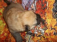 GINGER, a female Chow Chow for sale in Middleburg, FL – Photo 6 of 6