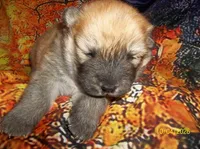 GINGER, a female Chow Chow for sale in Middleburg, FL – Photo 2 of 6