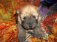 GINGER, a female Chow Chow for sale in Middleburg, FL – Photo 5 of 6