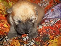 GINGER, a female Chow Chow for sale in Middleburg, FL – Photo 4 of 6