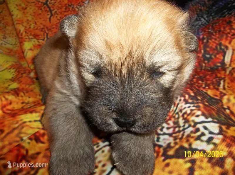 GINGER – Chow Chow puppy for sale in Middleburg, FL
