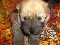 GINGER, a female Chow Chow for sale in Middleburg, FL – Photo 1 of 6