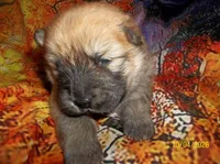 GINGER, a female Chow Chow for sale in Middleburg, FL – Photo 3 of 6