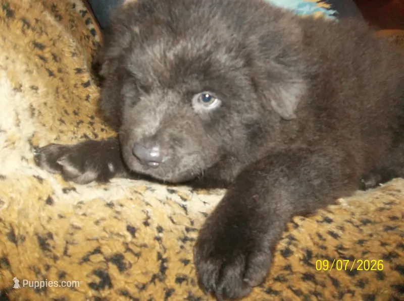 BLUE ANGEL – Chow Chow puppy for sale in Middleburg, FL